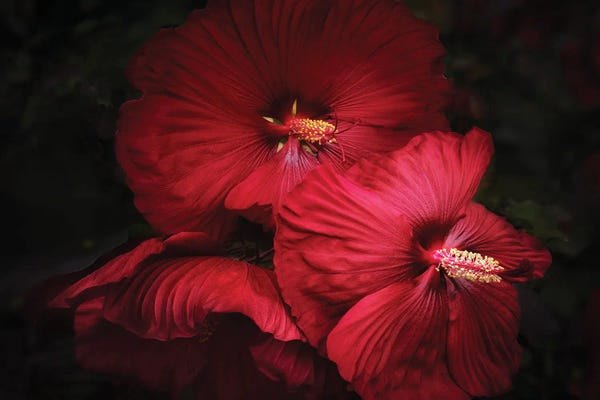 Hibiscuses: Fine Art Hibiscus by Dennis Frates
