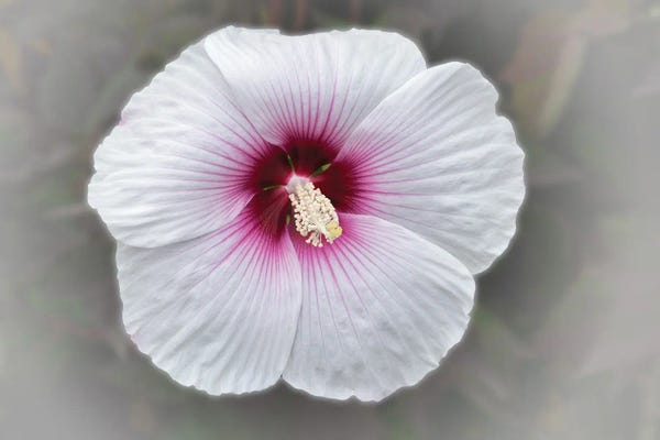 Dennis Frates: White Hibiscus by Dennis Frates