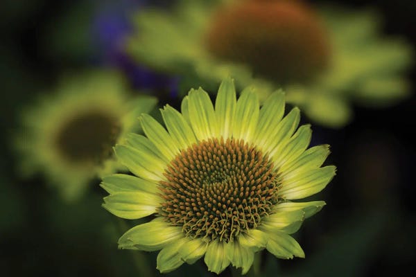 Dennis Frates: Cone Flower by Dennis Frates