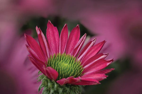 Dennis Frates: Cone Flower II by Dennis Frates