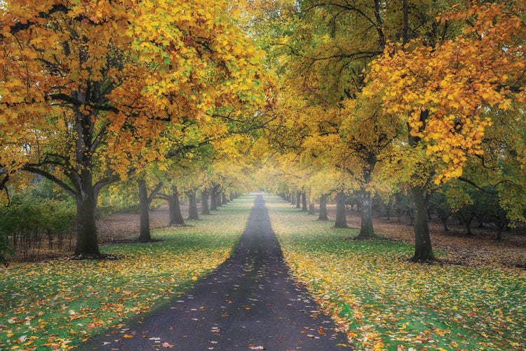 Autumn Road