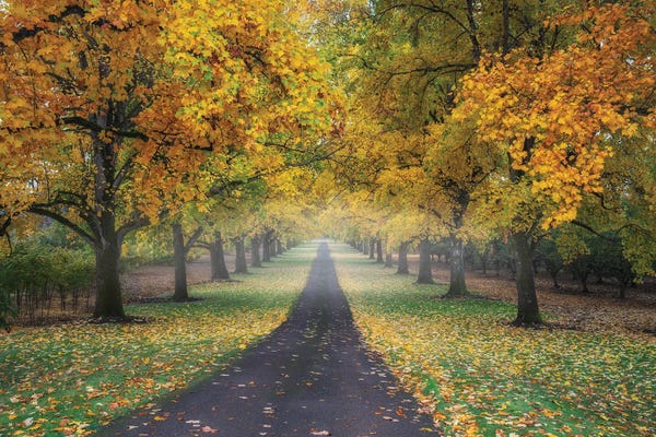 Autumn Road