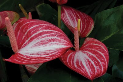 Red Anthurium by Dennis Frates framed wall art