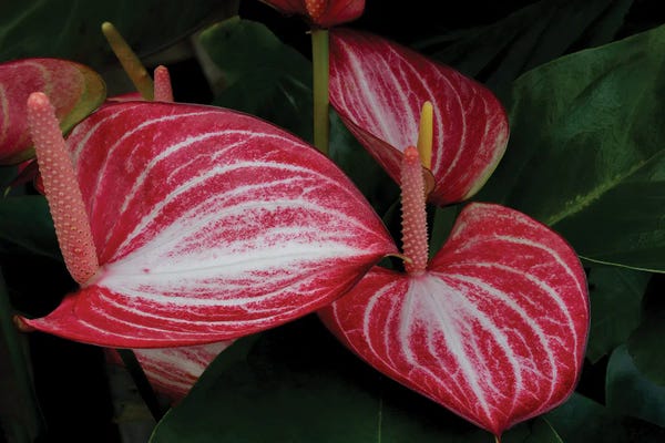 Red Anthurium