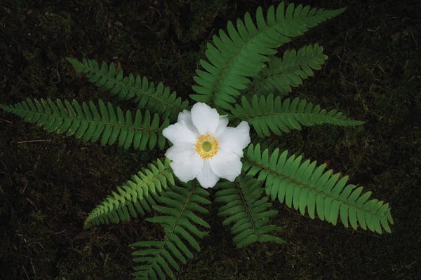 Anemone Flower And Fern
