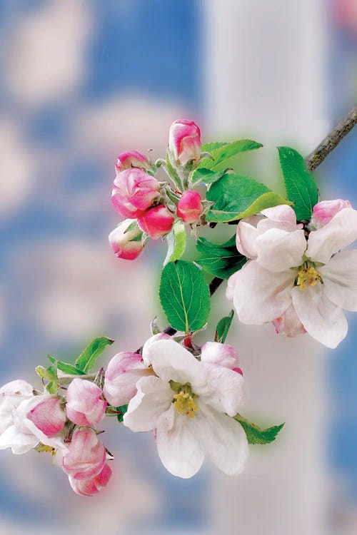 Apple Blossoms by Dennis Frates wall art