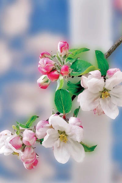 Apple Blossoms