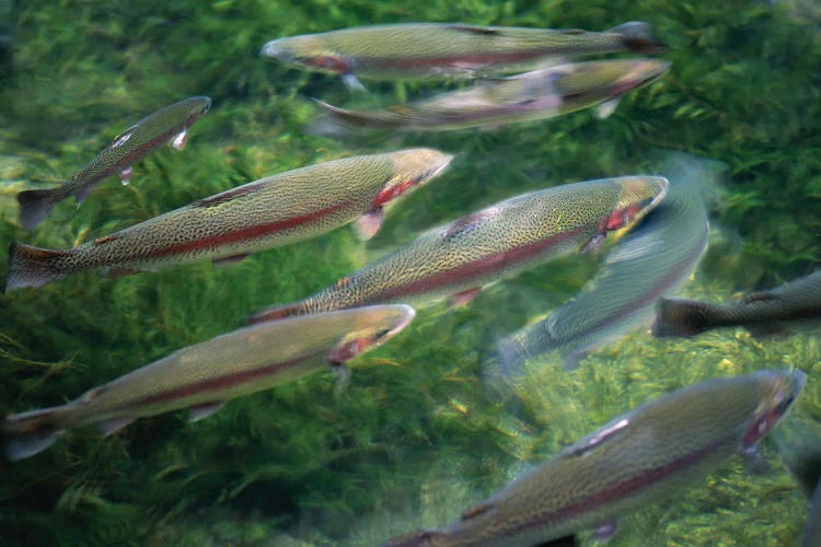 Rainbow Trout by Dennis Frates wall art