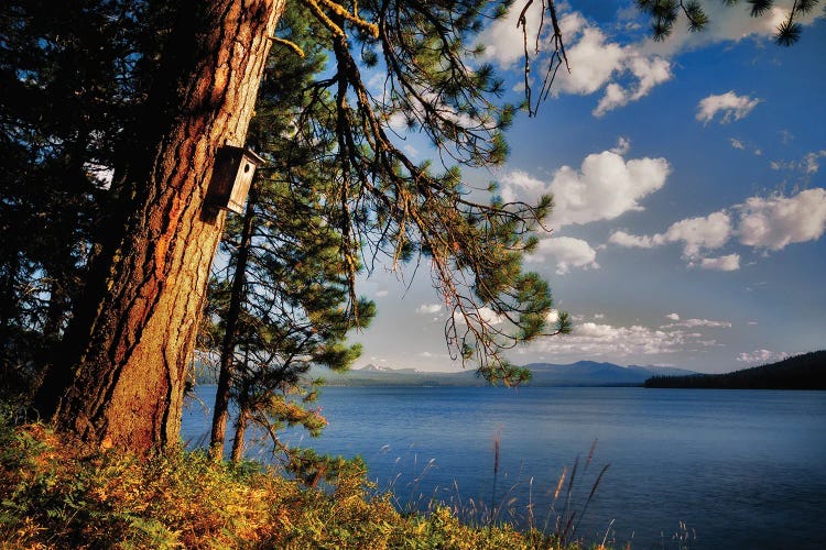 Bird House And Lake by Dennis Frates wall art