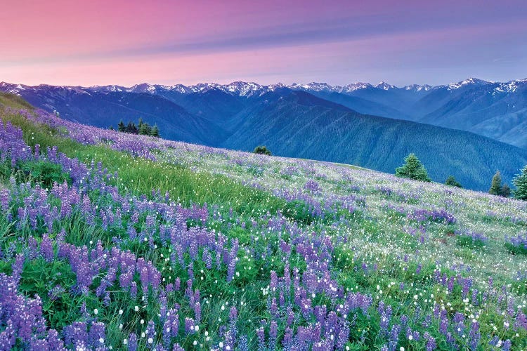 Olympic Flower Field