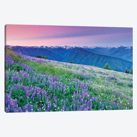 Olympic Flower Field Canvas Print #DEN232} by Dennis Frates Canvas Art Print