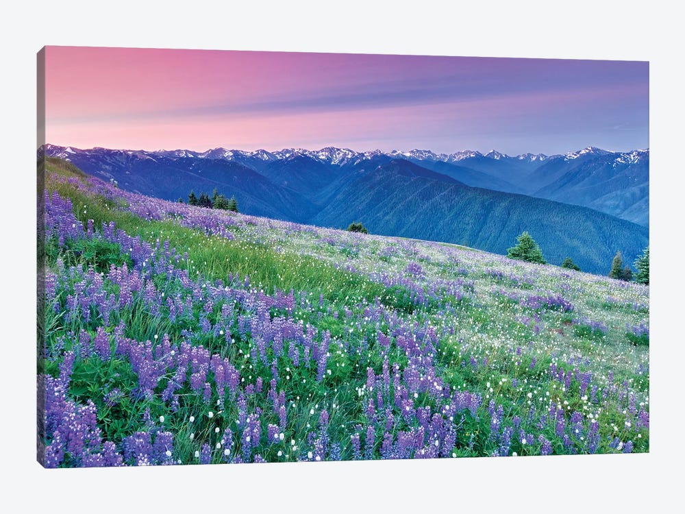 Olympic Flower Field by Dennis Frates 1-piece Canvas Art