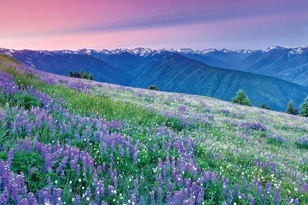 Smalt: Olympic Flower Field by Dennis Frates