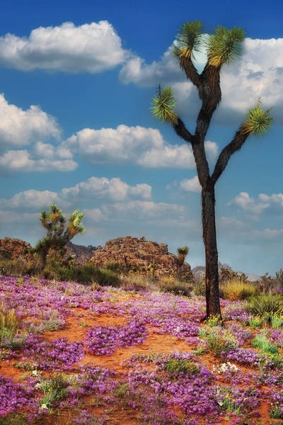 Fine Art Print: Desert Bloom VI by Dennis Frates