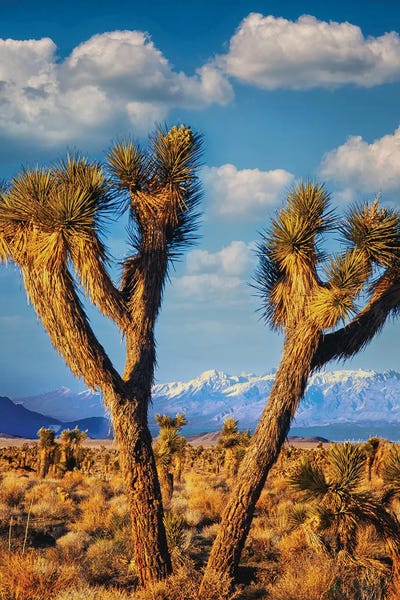 Fine Art Print: Joshua Mountains by Dennis Frates