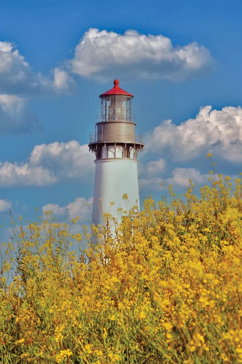 Lighthouse Wildflowers by Dennis Frates wall art