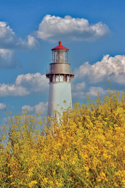 Lighthouses: Lighthouse Wildflowers by Dennis Frates