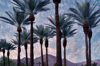 Palm Heads by Dennis Frates framed wall art