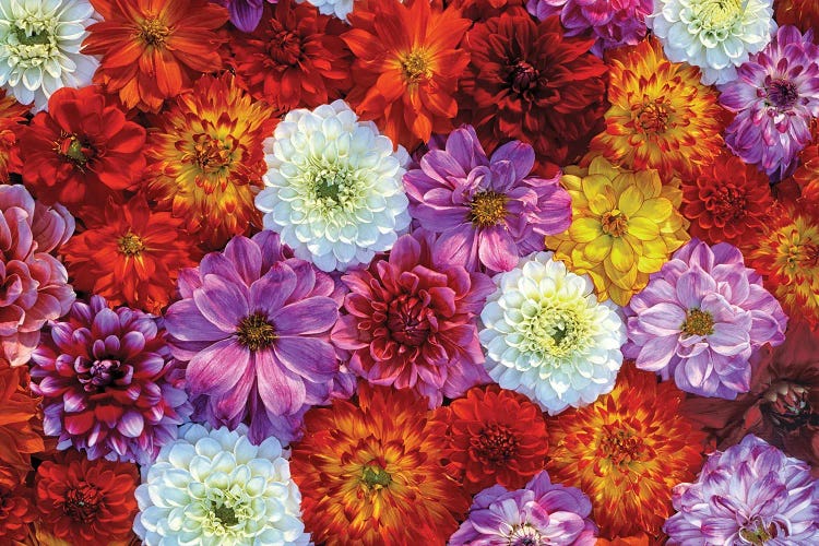 Floral Mix IV by Dennis Frates wall art