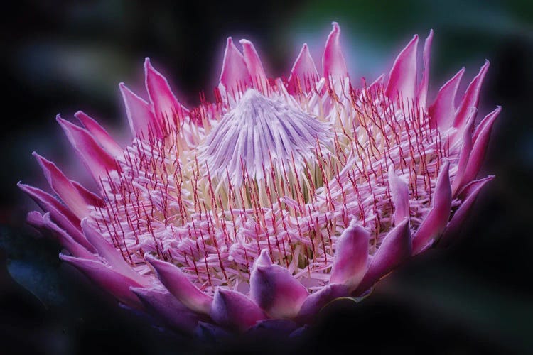 Tropical Closeup by Dennis Frates wall art