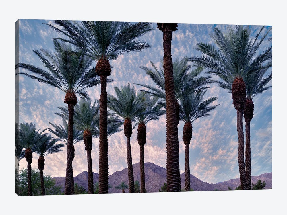Palm Heads by Dennis Frates 1-piece Canvas Art Print