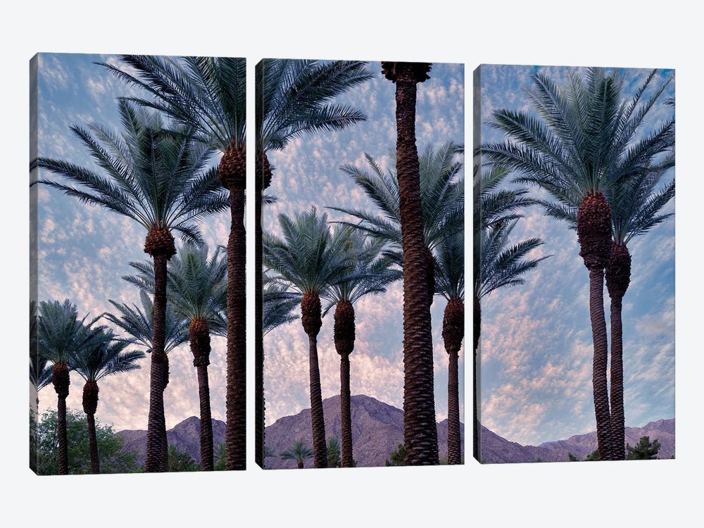 Palm Heads by Dennis Frates 3-piece Canvas Art Print