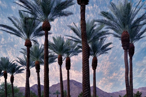 Tree Close-Ups: Palm Heads by Dennis Frates