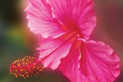 Hibiscus Glory by Dennis Frates framed wall art