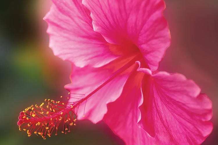 Hibiscus Glory by Dennis Frates wall art