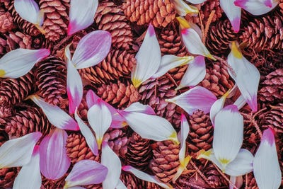 Fallen Petals by Dennis Frates framed wall art