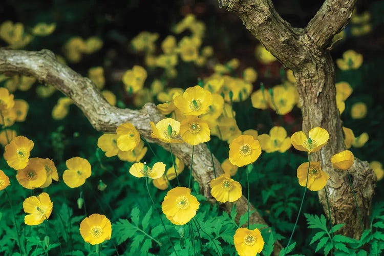 Yellow Poppies by Dennis Frates wall art