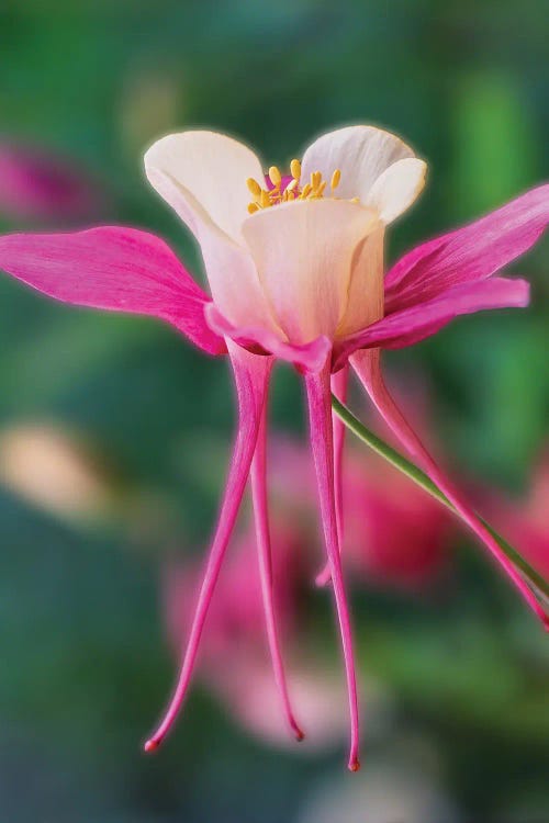 Columbine by Dennis Frates wall art