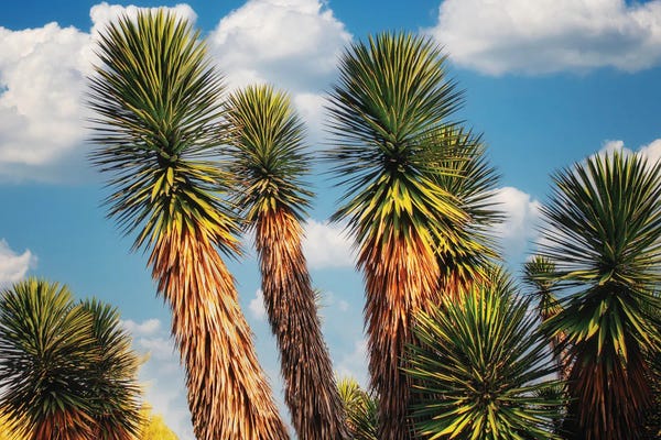 Fine Art Print: Desert Vegetation by Dennis Frates