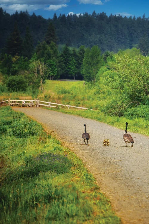Goose Walk II by Dennis Frates wall art