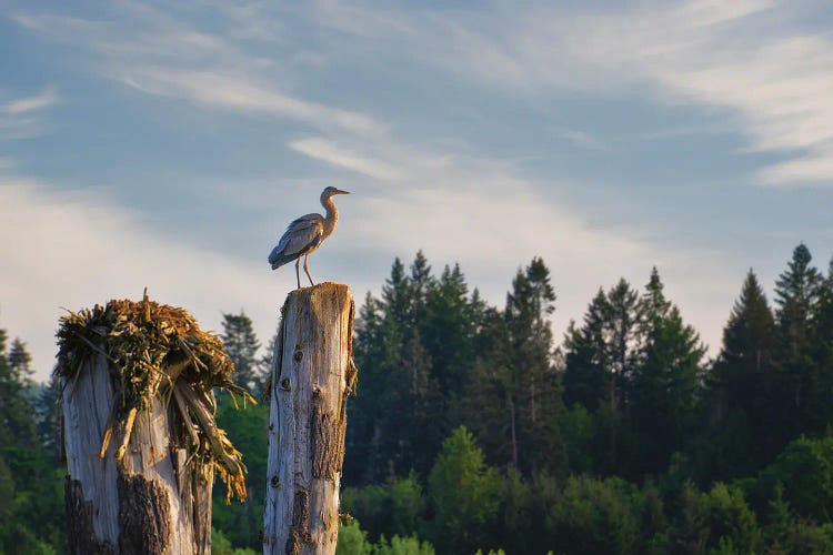 Heron Outlook by Dennis Frates wall art