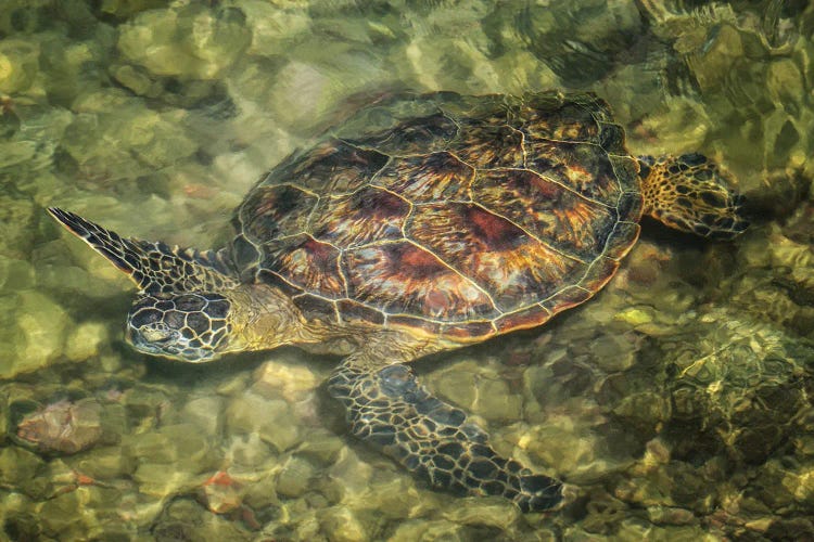 Sea Turtle III