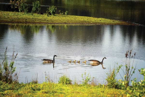 Goose Family IV