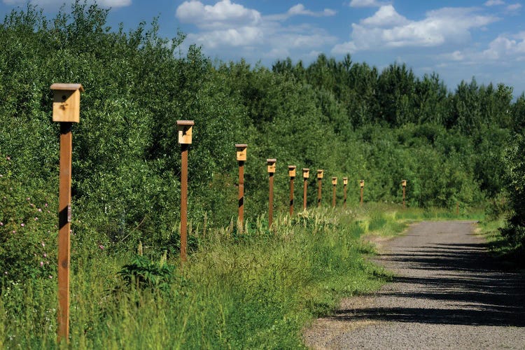 Swallow Homes by Dennis Frates wall art