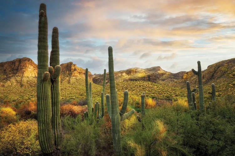 Autumn Desert by Dennis Frates wall art