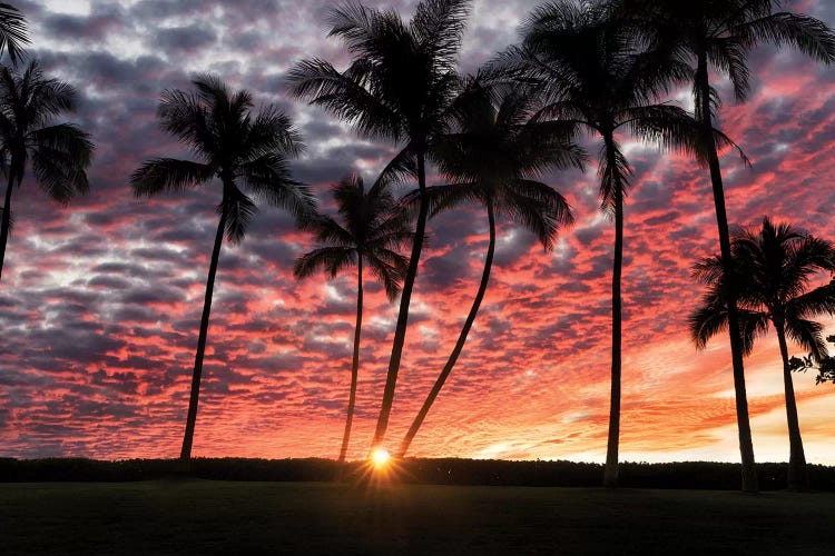 Palm Sunrise by Dennis Frates wall art