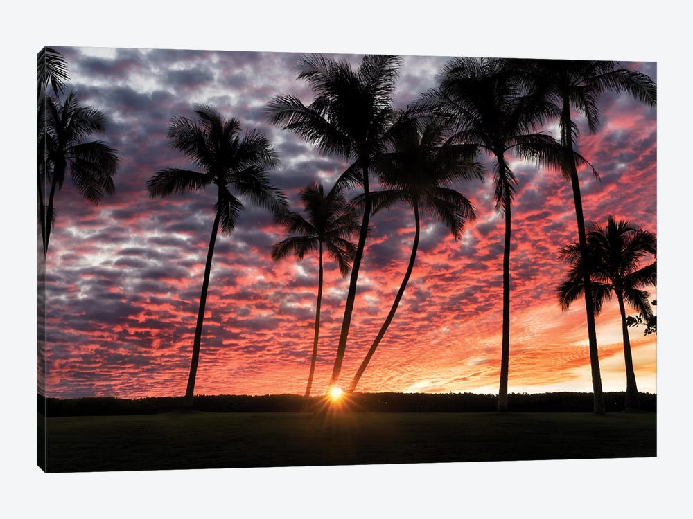 Palm Sunrise by Dennis Frates 1-piece Canvas Print