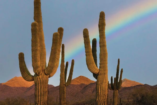 Fine Art Print: Cactus Rainbow by Dennis Frates