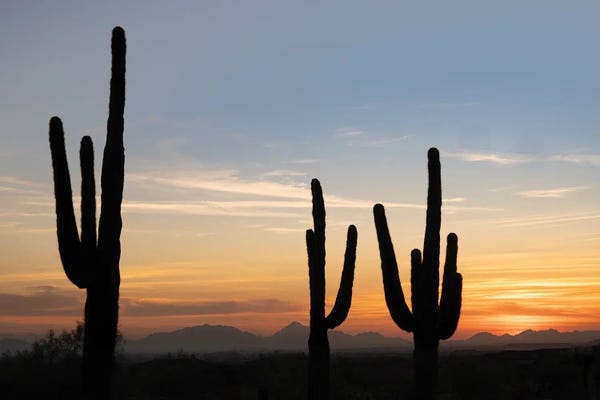 Fine Art Print: Cactus Sunset by Dennis Frates