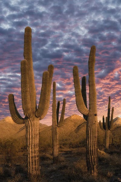 Fine Art Print: Cactus Evening by Dennis Frates