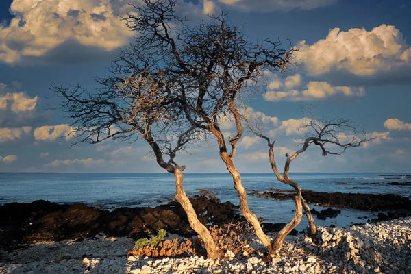 Fine Art Print: Hanging On by Dennis Frates
