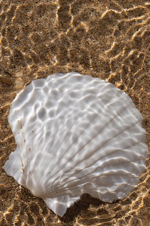 Shell And Surf II by Dennis Frates wall art