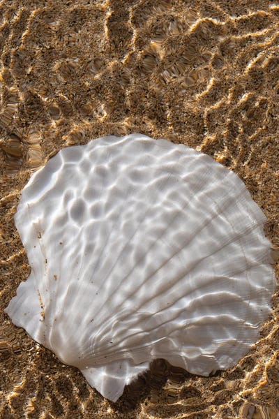 Beach Lover: Shell And Surf II by Dennis Frates