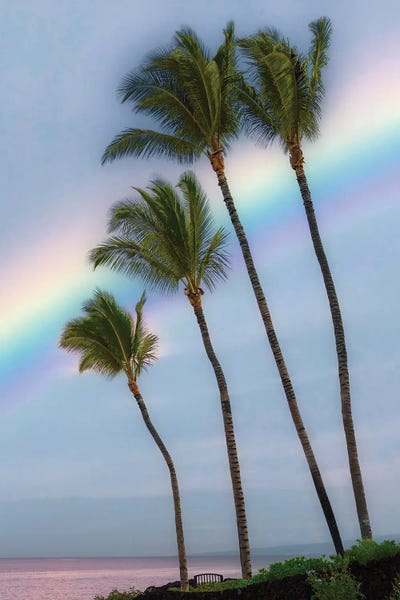 Palm Rainbow II
