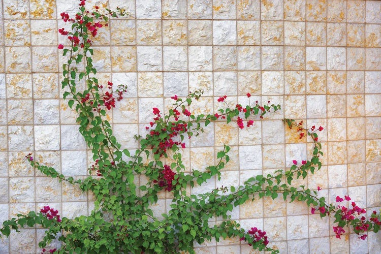 Boganvillea On Wall by Dennis Frates wall art