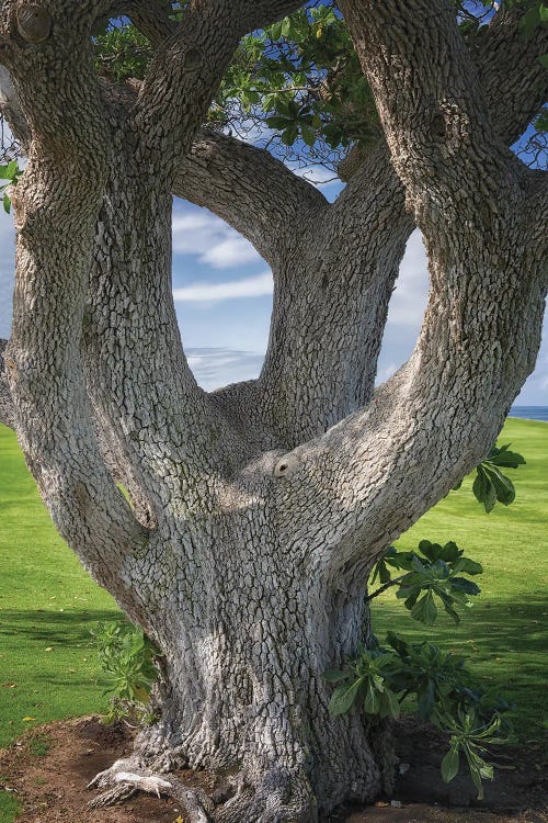 Odd Tree by Dennis Frates wall art